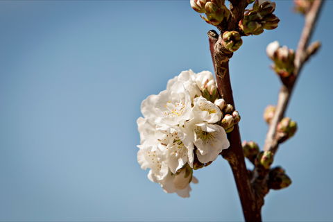 Young Cherry Blossom Long Lazy Lunch - Great Ocean Road Tourism 1