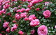 2020 Woolmers Estate Festival Of Roses - thumb 0