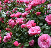 2020 Woolmers Estate Festival of Roses - Great Ocean Road Tourism
