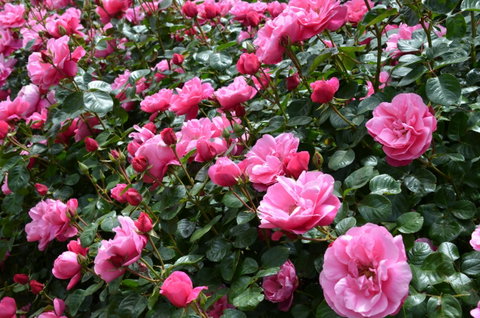2020 Woolmers Estate Festival Of Roses - Great Ocean Road Tourism 0