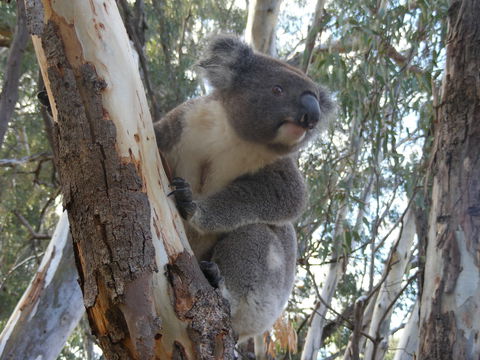 Annual Koala Count - Great Ocean Road Tourism 0