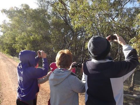 Annual Koala Count - Great Ocean Road Tourism 1