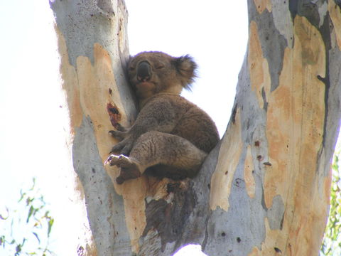 Annual Koala Count - Great Ocean Road Tourism 2