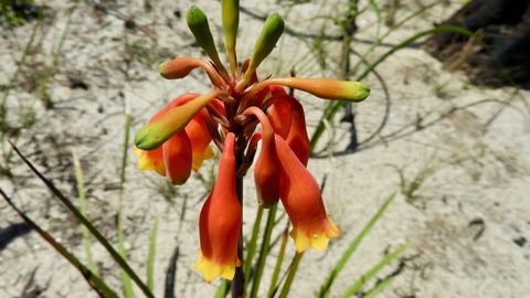 Australian Flora: Past, Present And Future - Great Ocean Road Tourism 0