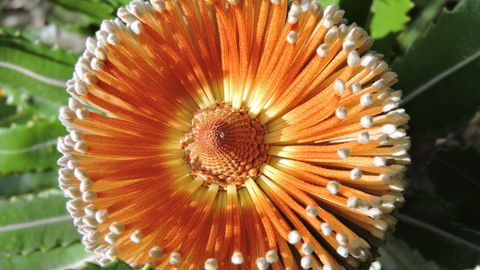 Australian Flora: Past, Present And Future - Great Ocean Road Tourism 1