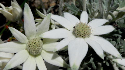 Australian Flora: Past, Present And Future - Great Ocean Road Tourism 2