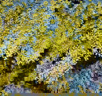 Australian Wattle Day  the Old Bus Depot Markets - Great Ocean Road Tourism