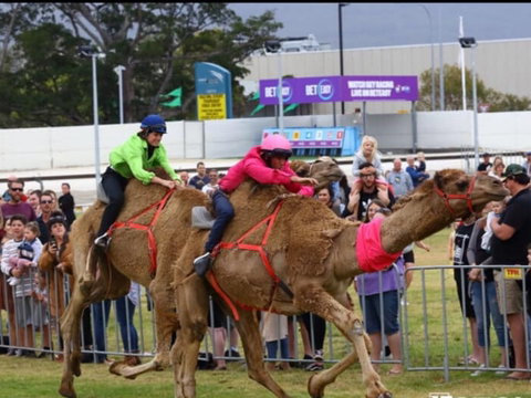 Camel Races At Gosford Showgrounds - Great Ocean Road Tourism 0