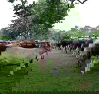 Dorrigo Agricultural Show - Great Ocean Road Tourism