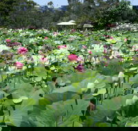 Lotus Flower Season - Great Ocean Road Tourism