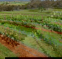 Razorback Ridge Wines Open Weekends - Great Ocean Road Tourism