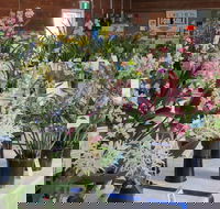 Sapphire Coast Orchid Club Spring Orchid Show - Great Ocean Road Tourism