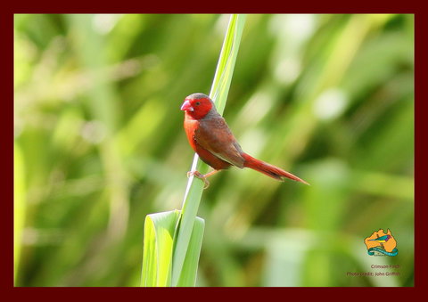 Spring Into Finches And Softbills - Great Ocean Road Tourism 0
