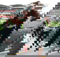 Stadium Stomp Adelaide Oval - Postponed - Great Ocean Road Tourism