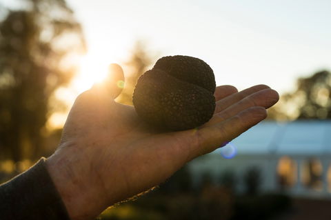 The Truffle Festival - Canberra Region - Great Ocean Road Tourism 0