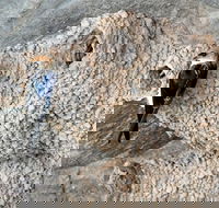 2020 Katherine Bird Festival