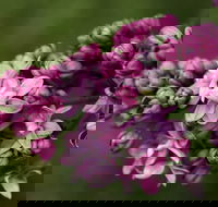 69th Annual Goulburn Lilac City Festival - Great Ocean Road Tourism