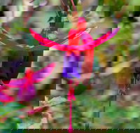 Friends of Tindale Garden Monthly Plant Sales