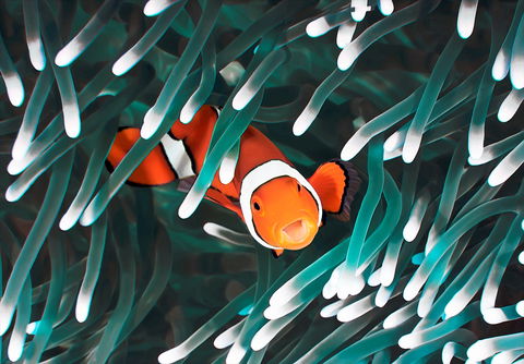 Great Barrier Reef Masters Games - Great Ocean Road Tourism 1
