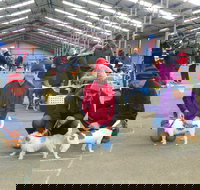 Hamilton Jack Russell Terrier and Hunting Dog Show - Great Ocean Road Tourism