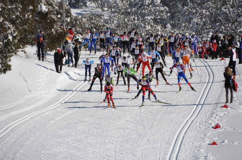 Kangaroo Hoppet - Great Ocean Road Tourism 1