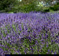 Lavender Herb and Chilli Festival - Great Ocean Road Tourism