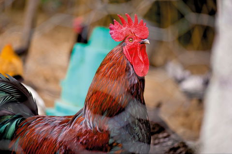 Nimbin Show - Great Ocean Road Tourism 0