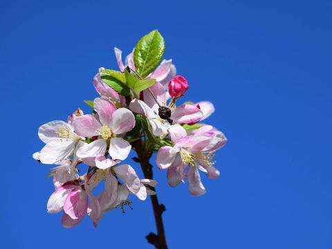 Spring Time At Hunter Valley Gardens - Great Ocean Road Tourism 0