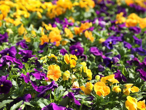 Spring Time At Hunter Valley Gardens - Great Ocean Road Tourism 2