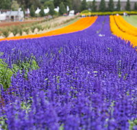 Tesselaar KaBloom Festival of Flowers - Great Ocean Road Tourism