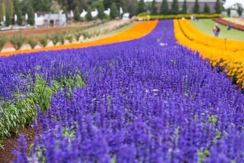 Tesselaar KaBloom Festival Of Flowers - Great Ocean Road Tourism 0