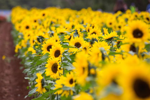 Tesselaar KaBloom Festival Of Flowers - Great Ocean Road Tourism 1