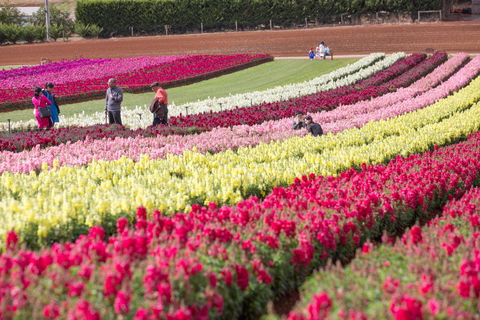 Tesselaar KaBloom Festival Of Flowers - Great Ocean Road Tourism 2