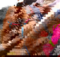 Willunga Almond Blossom Festival - Great Ocean Road Tourism