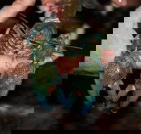 Windorah International Yabby Races - Postponed - Great Ocean Road Tourism