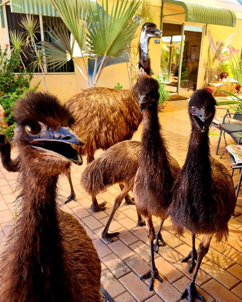 Ningaloo Lodge Exmouth - Great Ocean Road Tourism 5