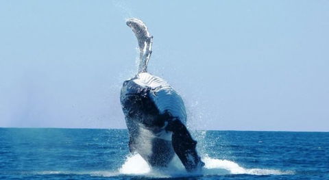 Ningaloo Lodge Exmouth - Great Ocean Road Tourism 4