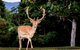 Lookout Mountain Retreat - thumb 1