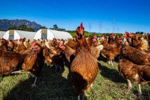 Carinya Farm Holiday Retreat - Great Ocean Road Tourism 7