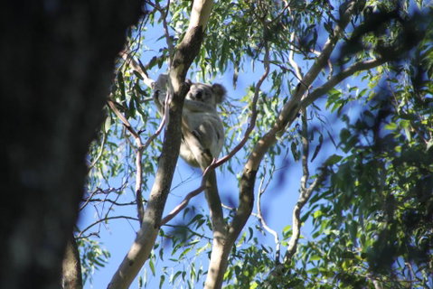 Forster Holiday Apartment - Great Ocean Road Tourism 6