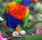 Cottage by the Bay - Great Ocean Road Tourism