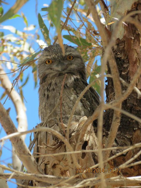 Kalbarri Tudor Holiday Park - Great Ocean Road Tourism 3