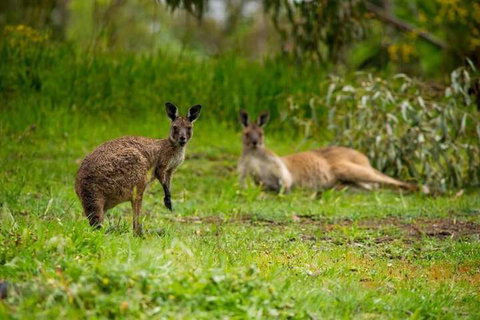 The Stirling Golf Club - Great Ocean Road Tourism 2