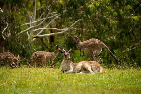 The Stirling Golf Club - Great Ocean Road Tourism 3