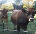 Drumreagh Bed  Breakfast Cabins