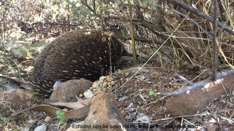 Penguin Seaside Homestay - Great Ocean Road Tourism 1