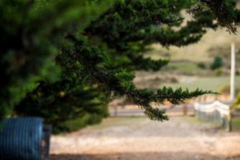 Wattle Grove Homestead Bed & Breakfast - Great Ocean Road Tourism 5