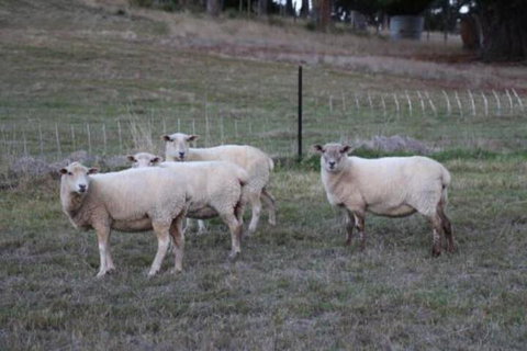 Wattle Grove Homestead Bed & Breakfast - Great Ocean Road Tourism 3