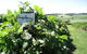 Pennyroyal Raspberry Farm & Cidery - thumb 3