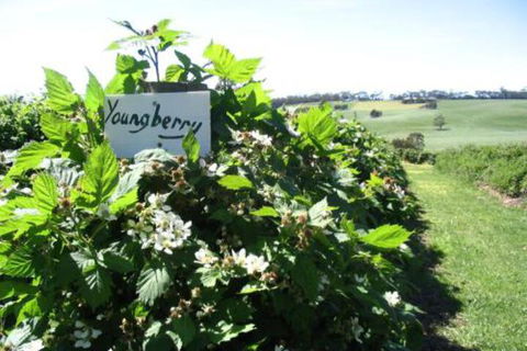 Pennyroyal Raspberry Farm & Cidery - Great Ocean Road Tourism 3
